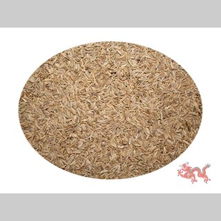 Cumin Kreuzk�mmel - Saat - ganz       5Kg   AZX715